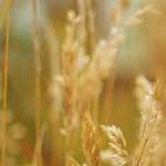 エンジニアが斬る！Amazon Go潜入レポート